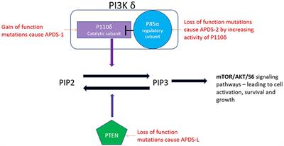 Disorders Related to PI3Kδ Hyperactivation: Characterizing the Clinical and Immunological Features of Activated PI3-Kinase Delta Syndromes